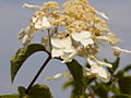 Hydrangea paniculata Grandiflora IMG_4647 Hortensja bukietowa